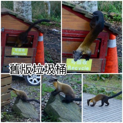 太平山加強宣導勿餵食野生動物奏效 (4)